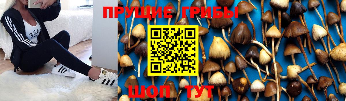Псилоцибиновые грибы Magic Shrooms  Псилоцибиновые грибы Psilocybine cubensis  Гагарин  Вход с VPN 